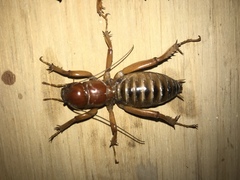 Stenopelmatus talpa