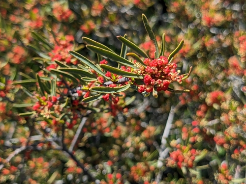 Image of Tetracoccus dioicus by (c) sdash, some rights reserved (CC BY)