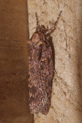 Izatha attactella