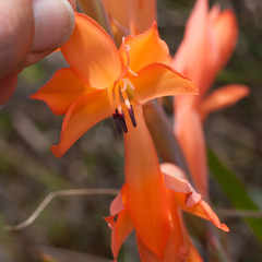 Watsonia spectabilis