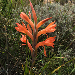 Watsonia spectabilis