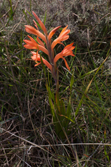 Watsonia spectabilis