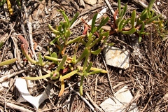Carpobrotus muirii
