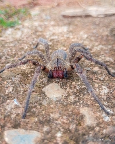 Brazilian wandering spider