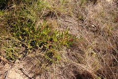 Carpobrotus muirii