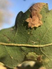 Andricus pattersonae