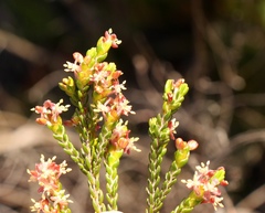 Passerina rubra