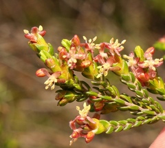 Passerina rubra