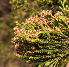 Passerina rubra