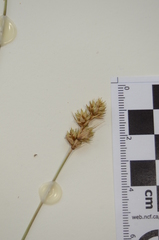 Carex adusta