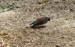 Junco hyemalis caniceps