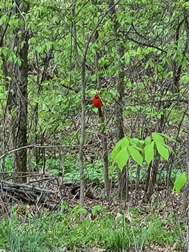 Northern Cardinal photographed in Kentucky