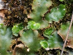 Lunularia cruciata