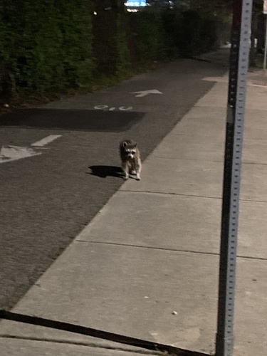 Common Raccoon photographed in Pennsylvania