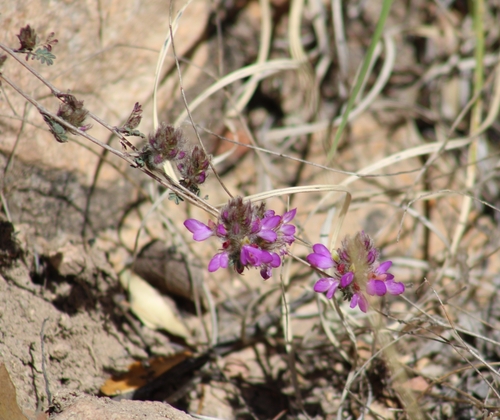 Image of Dalea versicolor by (c) Tyler Ekholm, some rights reserved (CC BY)