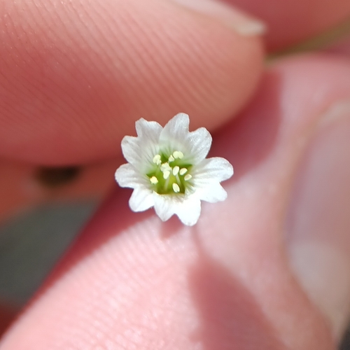 Image of Cerastium texanum by (c) Tyler Ekholm, some rights reserved (CC BY)