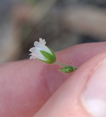Image of Cerastium texanum by (c) Tyler Ekholm, some rights reserved (CC BY)