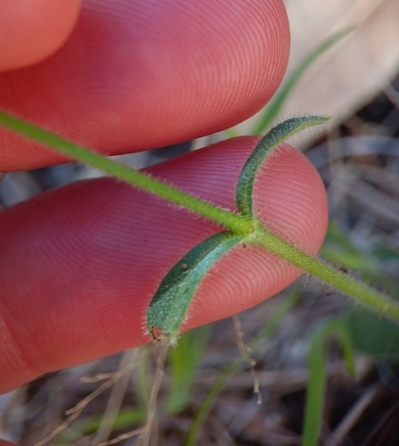 Image of Cerastium texanum by (c) Tyler Ekholm, some rights reserved (CC BY)
