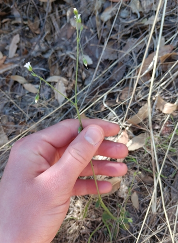 Image of Cerastium texanum by (c) Tyler Ekholm, some rights reserved (CC BY)