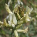Woody-pod Milkvetch - Photo (c) Lindsey K. Wise, some rights reserved (CC BY), uploaded by Lindsey K. Wise