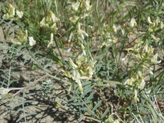 Astragalus sclerocarpus