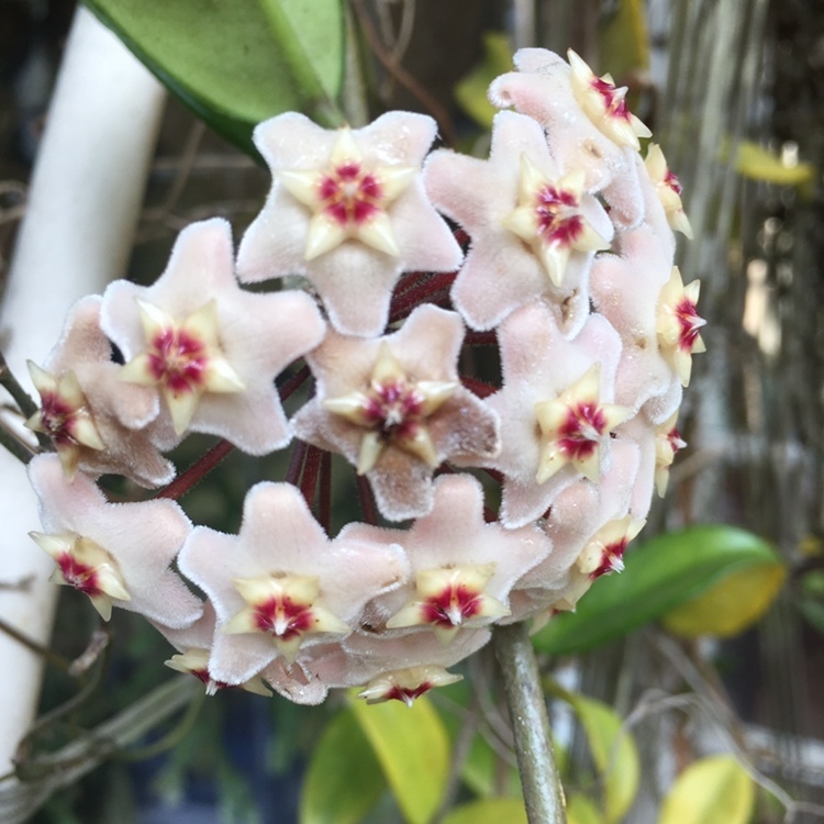 wax plant from Alemana Alto, Concepción, Biobío, CL on April 14, 2023 ...