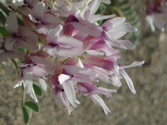 Astragalus succumbens