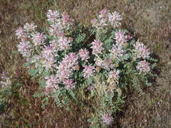 Astragalus succumbens