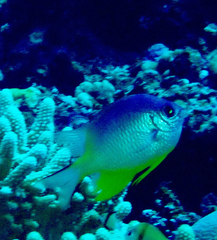 Amblyglyphidodon orbicularis