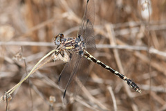 Progomphus obscurus