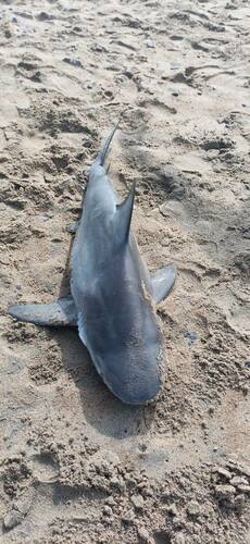 Bull Shark