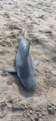 Bull Shark