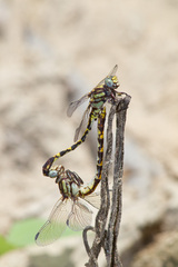Progomphus obscurus