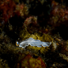 Pseudoceros lividus