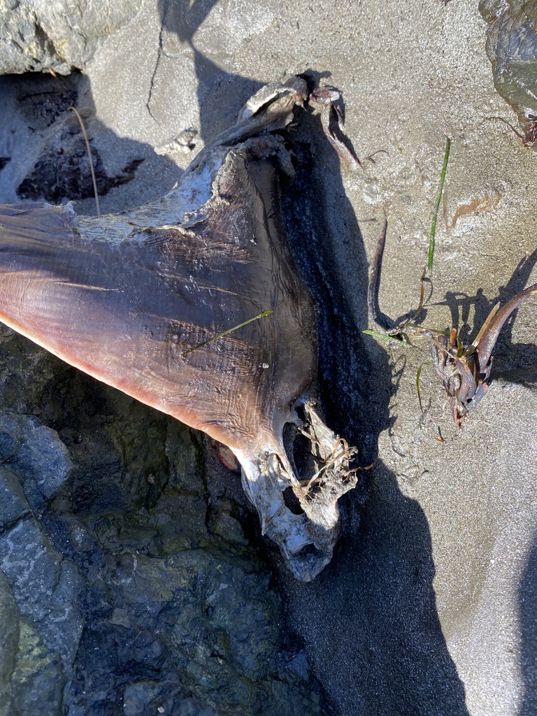 Bat Ray from Pillar Point Harbor, CA, US on April 15, 2023 at 10:55 AM ...