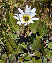 Arctotis verbascifolia