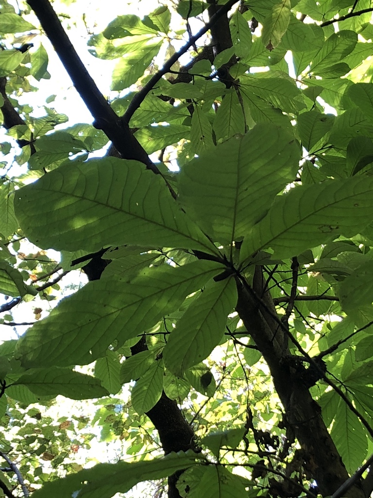 common pawpaw from Overton Park, Memphis, TN, US on October 17, 2018 at ...