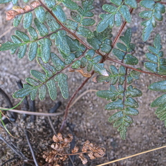 Cheilanthes quadripinnata