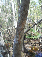 Tracheophyta