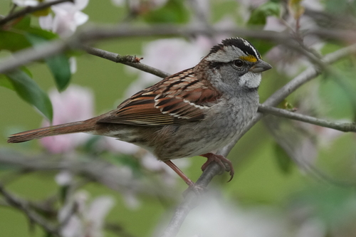 White-throated Sparrow photographed in New York