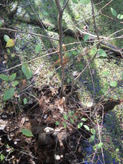 Tracheophyta