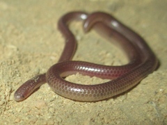 Rena humilis humilis