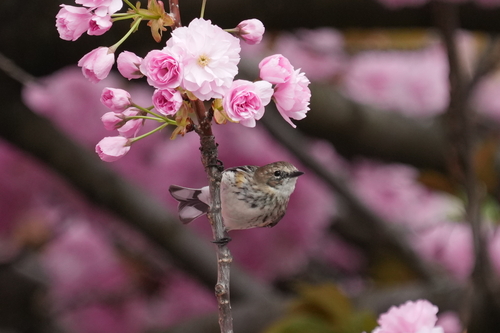 Myrtle Warbler photographed in New York