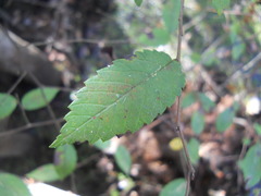 Tracheophyta