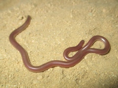 Rena humilis humilis