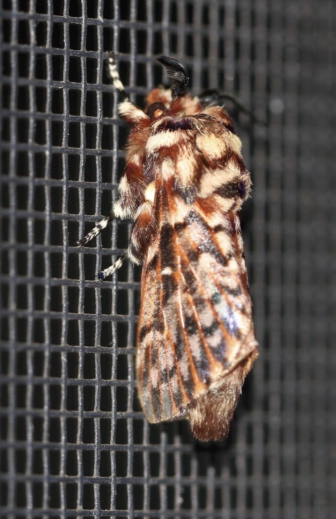Pararguda diamphidia