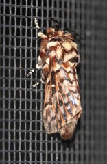 Pararguda diamphidia