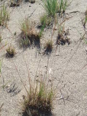 Poa secunda