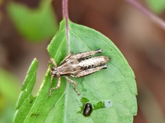 Phaedrotettix