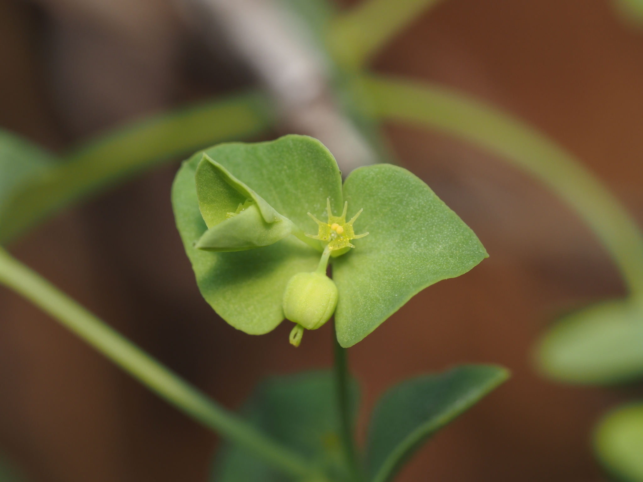 Euphorbia tetrapora